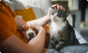 pet_insurance_01 pet_insurance_01